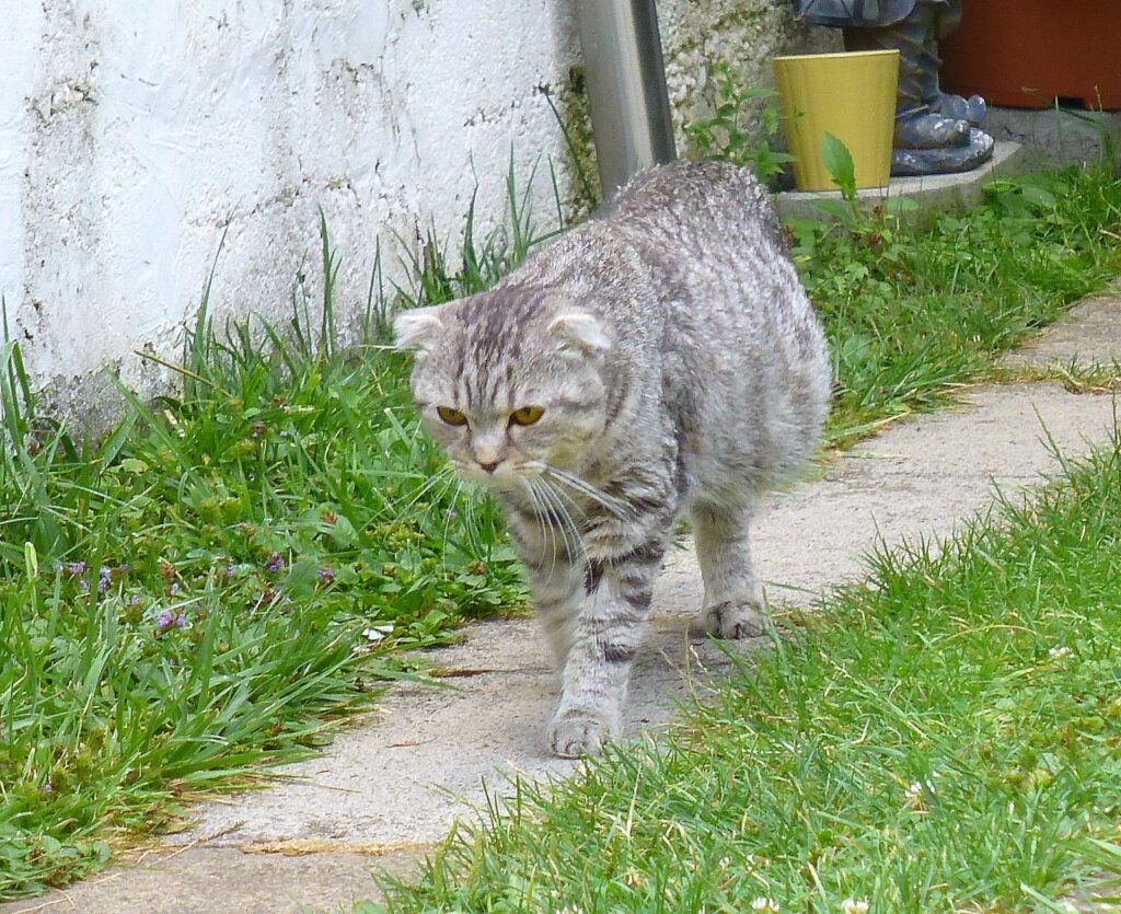 fip nel gatto