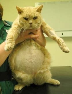 fip nel gatto