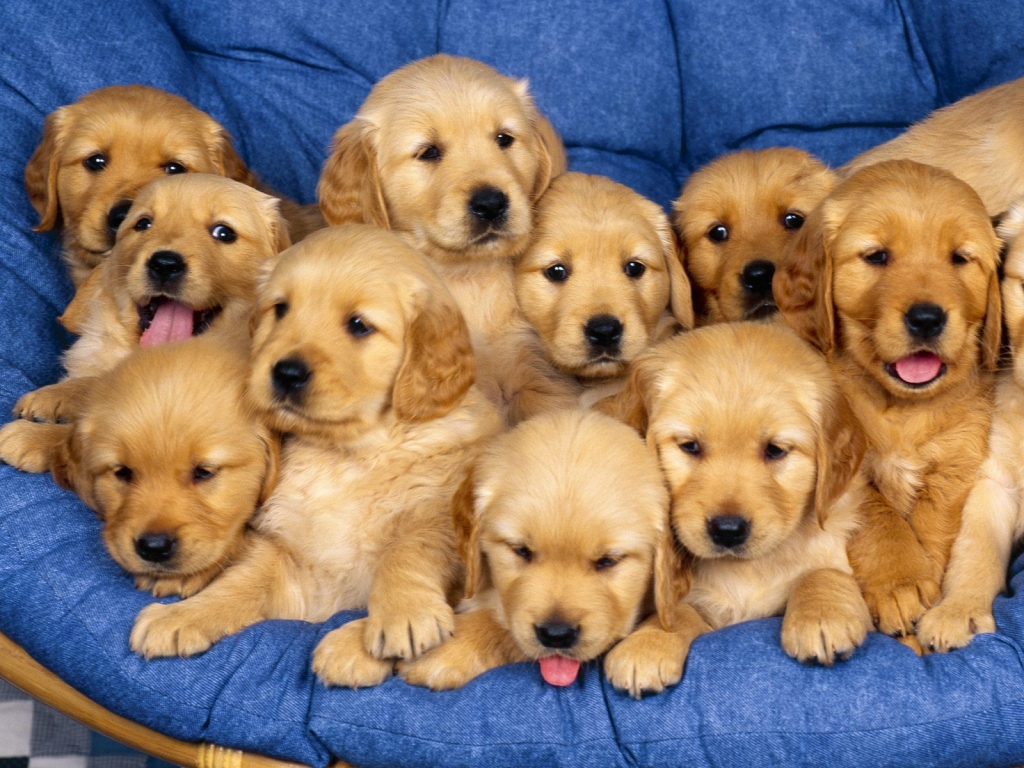 gravidanza del cane