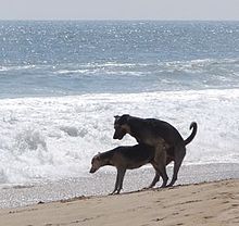 gravidanza del cane
