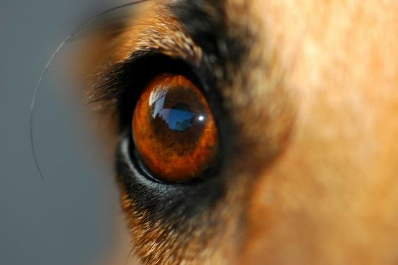occhio a ciliegia nel cane