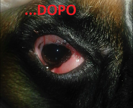occhio a ciliegia nel cane