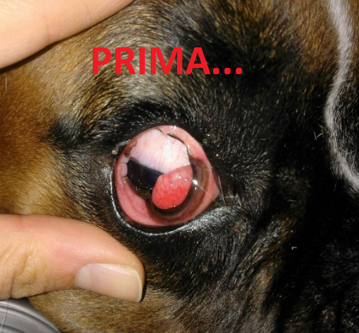 occhio a ciliegia nel cane
