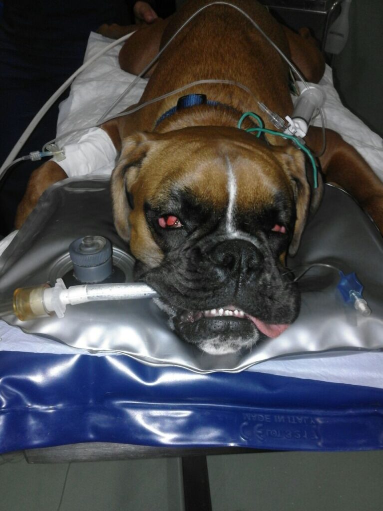 occhio a ciliegia nel cane
