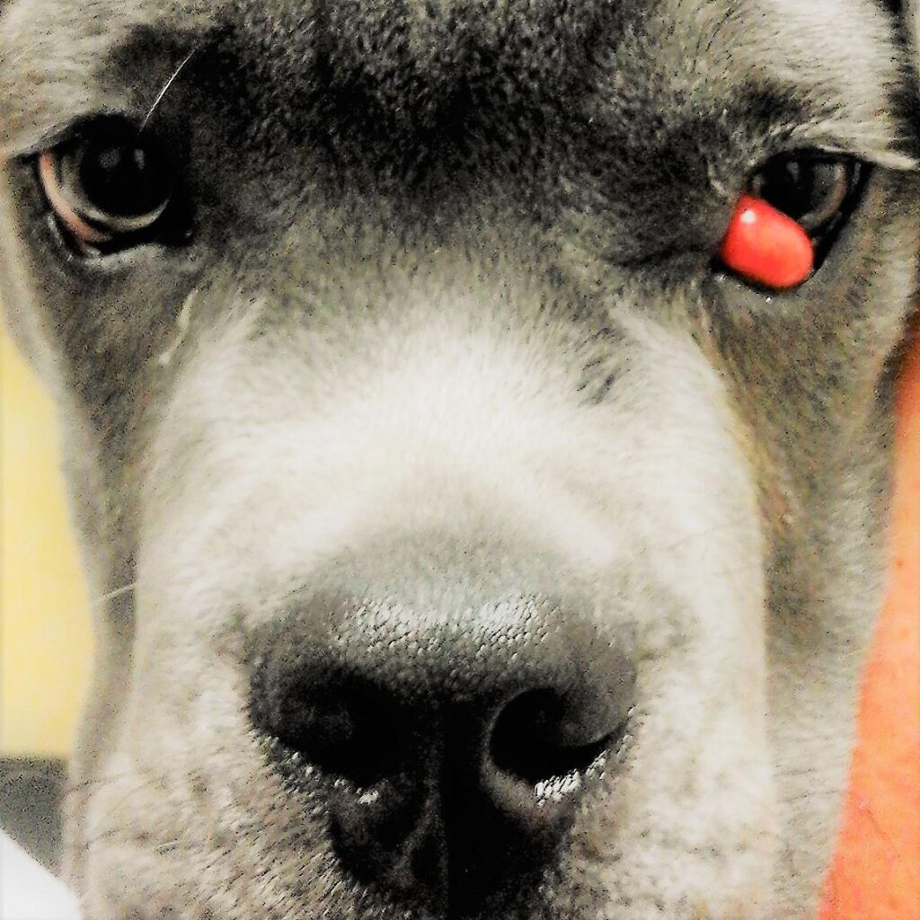 occhio a ciliegia nel cane