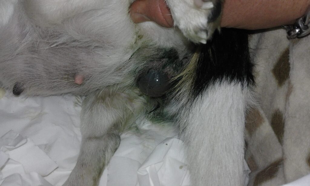 parto del cane