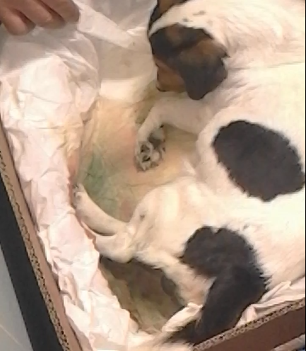 parto del cane