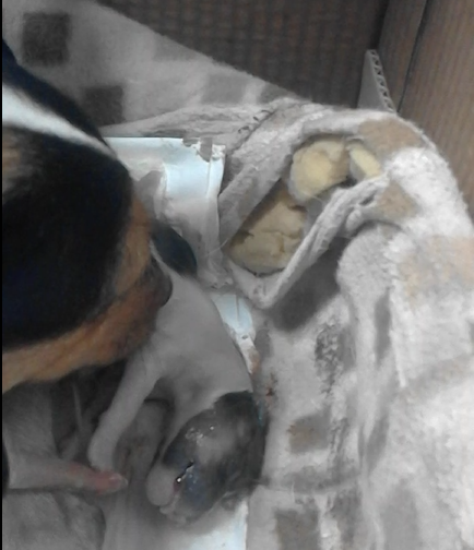parto del cane