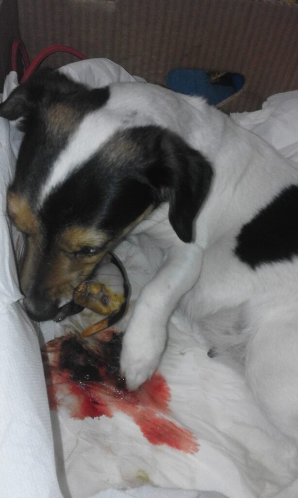 parto del cane