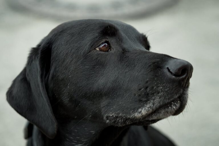 A close-up shot of a black Labrador Retriever with attentive gaze, showcasing fur detail.