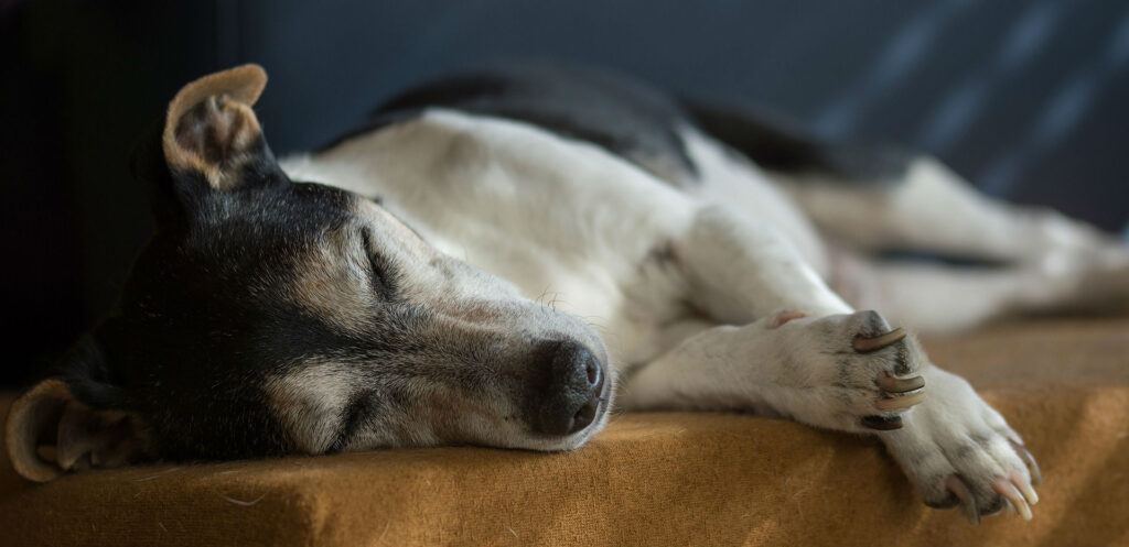 piometra nel cane