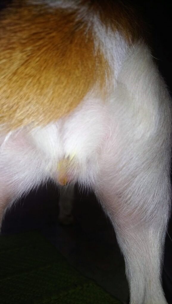 piometra nel cane