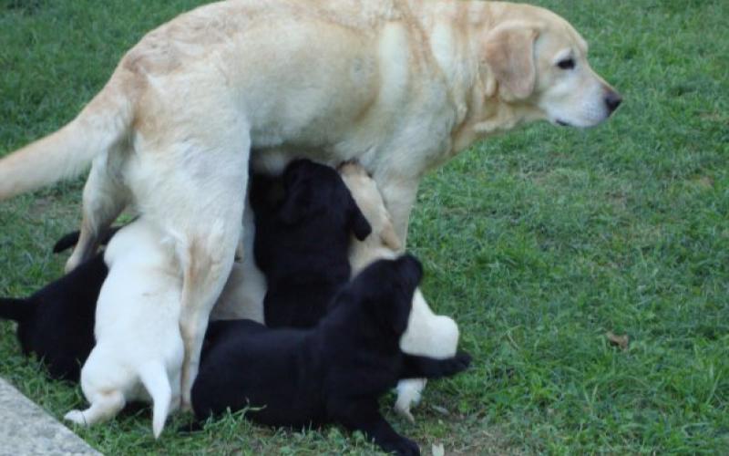 piometra nel cane