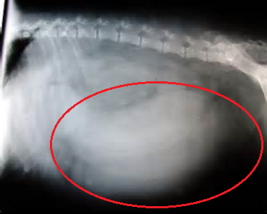piometra nel cane