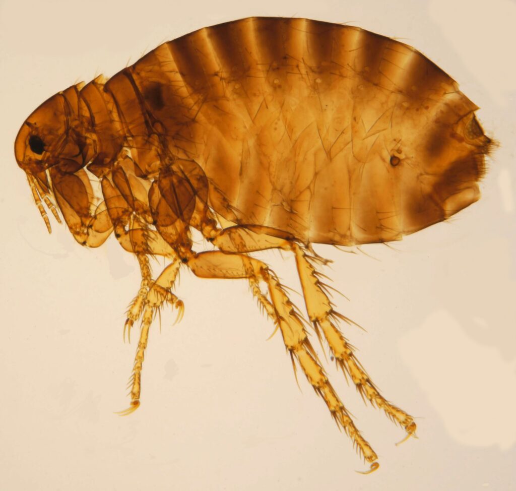 pulci nel cane