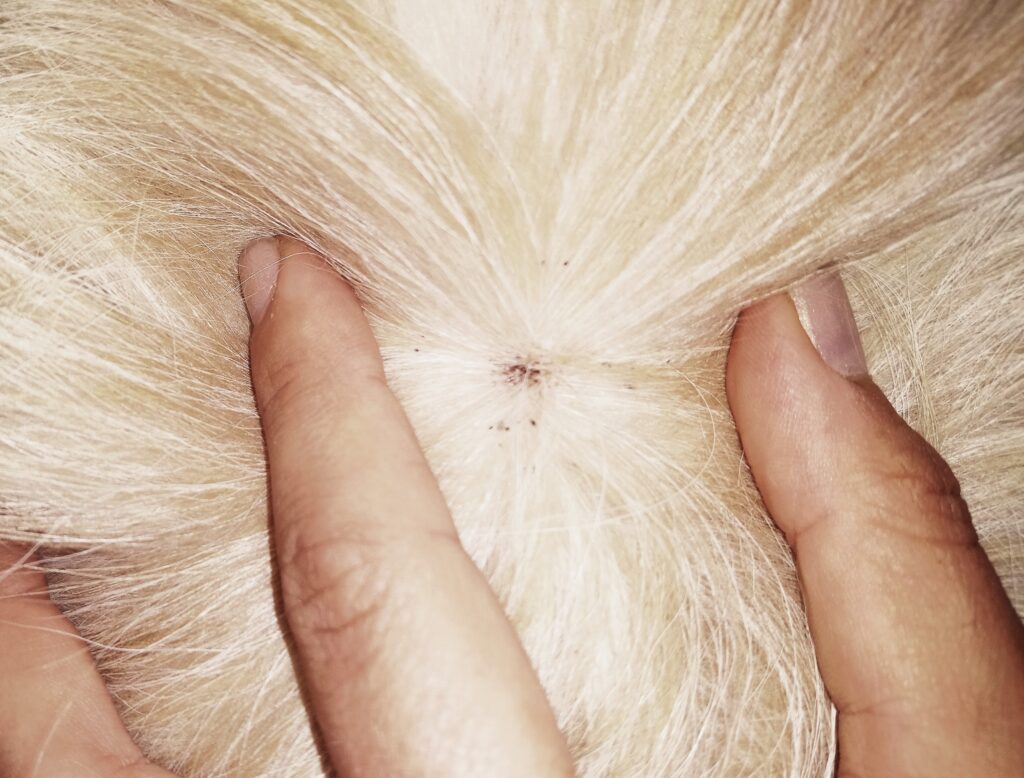 riconoscere le pulci nel cane