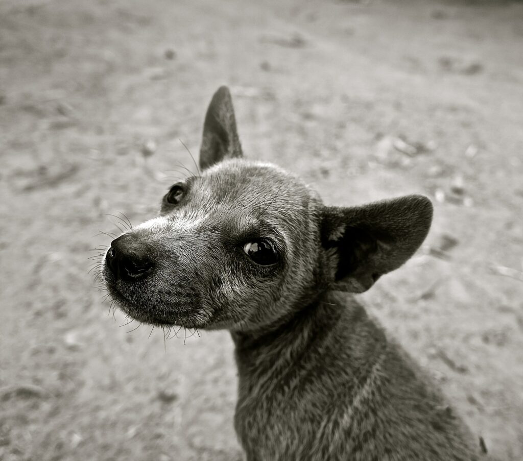 rogna rossa nel cane