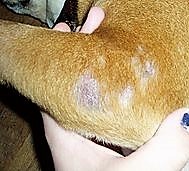 rogna rossa nel cane