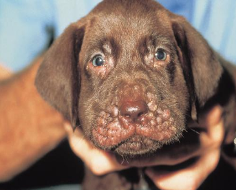 rogna rossa nel cane