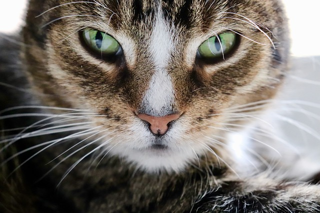 gs fip gatto