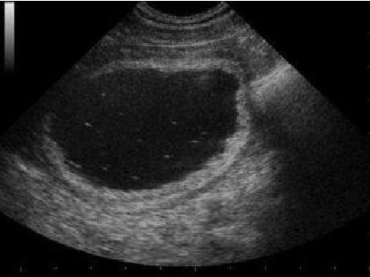 calcoli di struvite nel cane